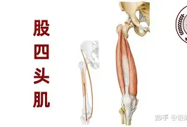 开云网页版-关于“季中大考，冠军潜力股：哪个队能脱颖而出？”的信息