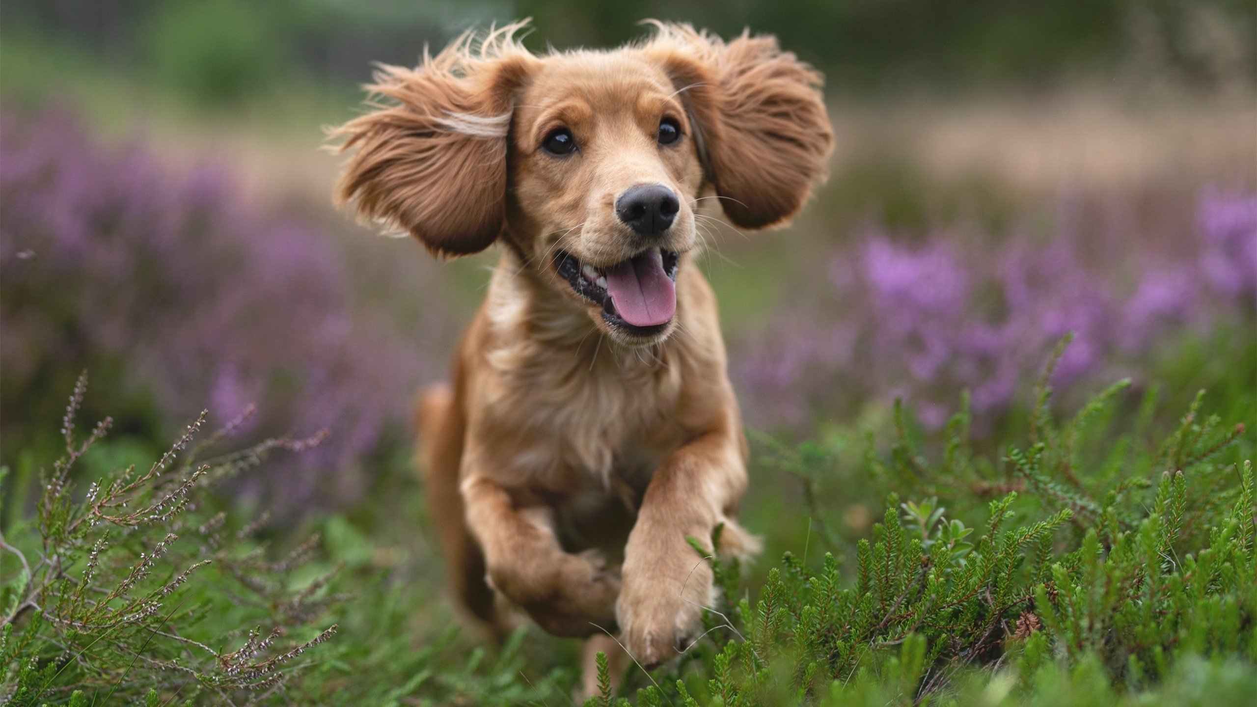 美国队未来规划:如何借助国际赛事经验加速自身发展,科学家预测美国队几年后会削弱